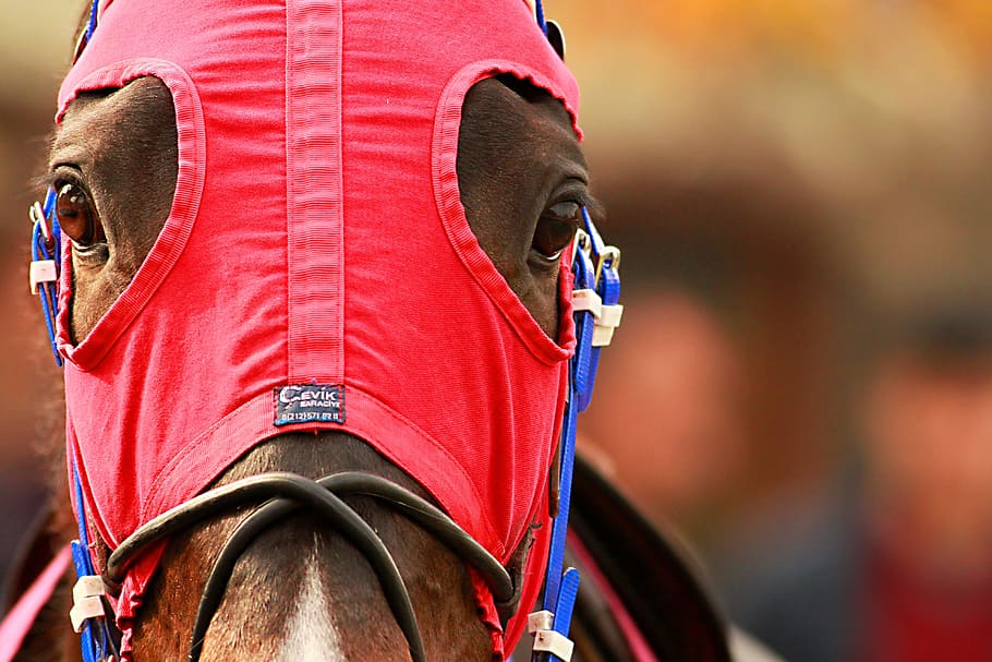 Horses, Race Horse, Horse, Jockey, the horses are, jockey, horse, sport, competition, sports Race, animal