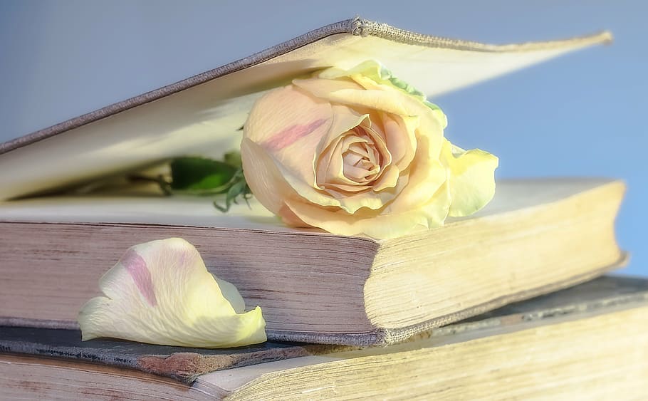 branco, rosa, página de livro, livro, livro velho, flor, rosenblatt, usado, velho, páginas do livro
