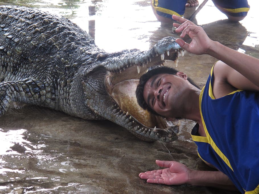 hand, crocodile, focus, crocodile show, real people, one person ...