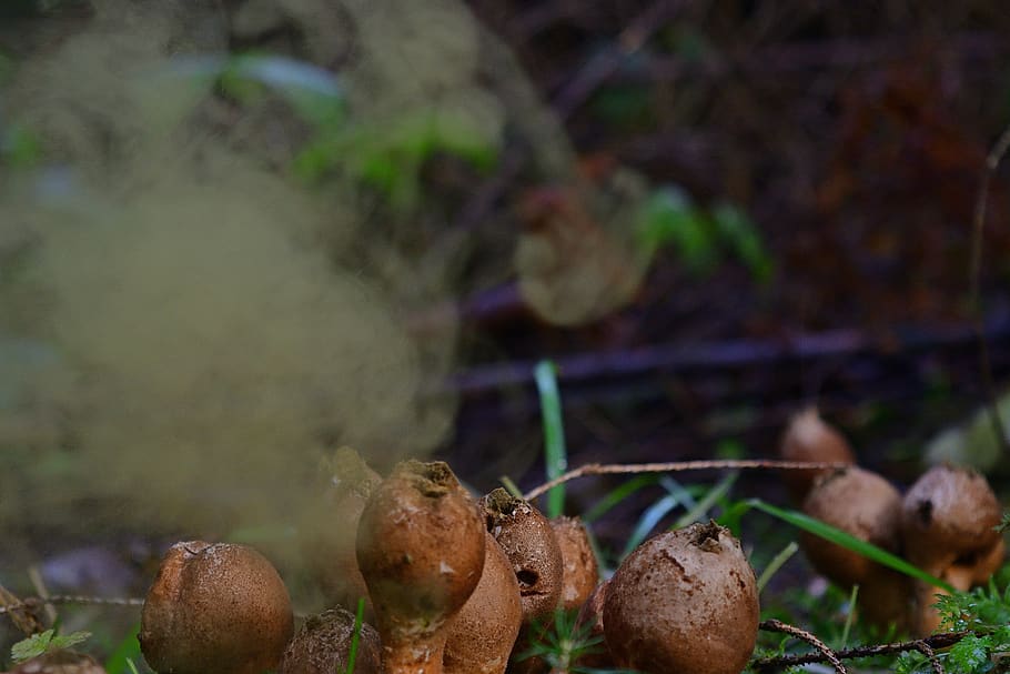 Autumn Mushrooms Bovist Spore Flight Forest Floor Food