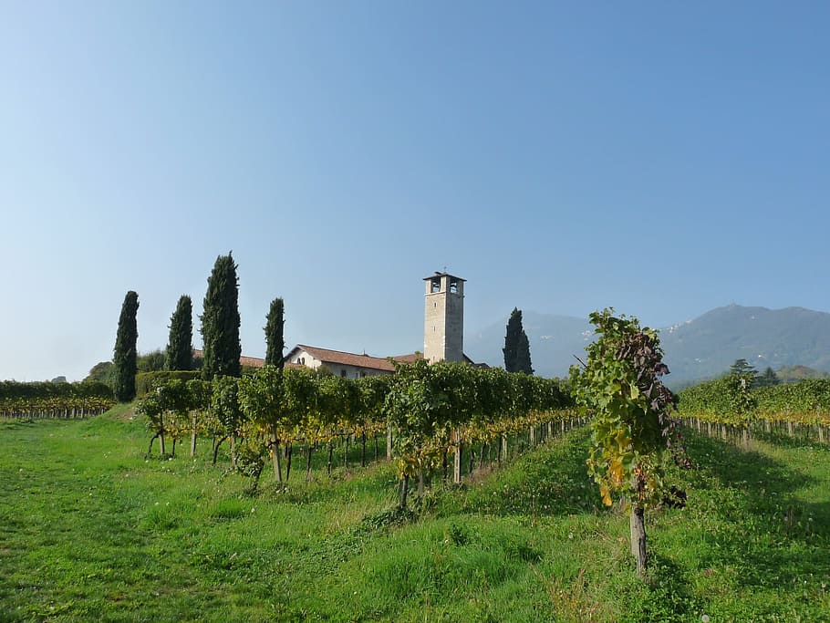 Church, Vineyards, Bergamo, Campaign, field, nature, clear sky, landscape, outdoors, sky