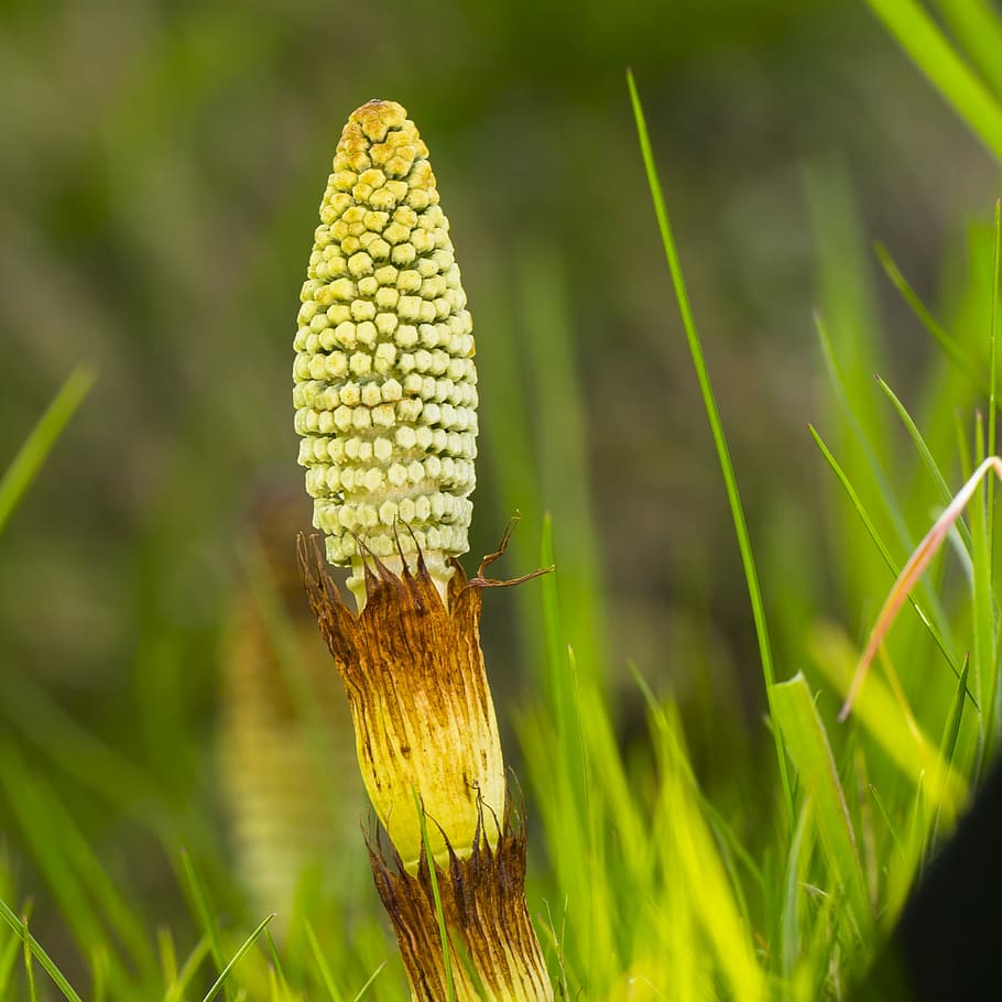 horsetail, cattail, equisetum arvense, cat wedel, nature, plant, green color, growth, close-up, focus on foreground
