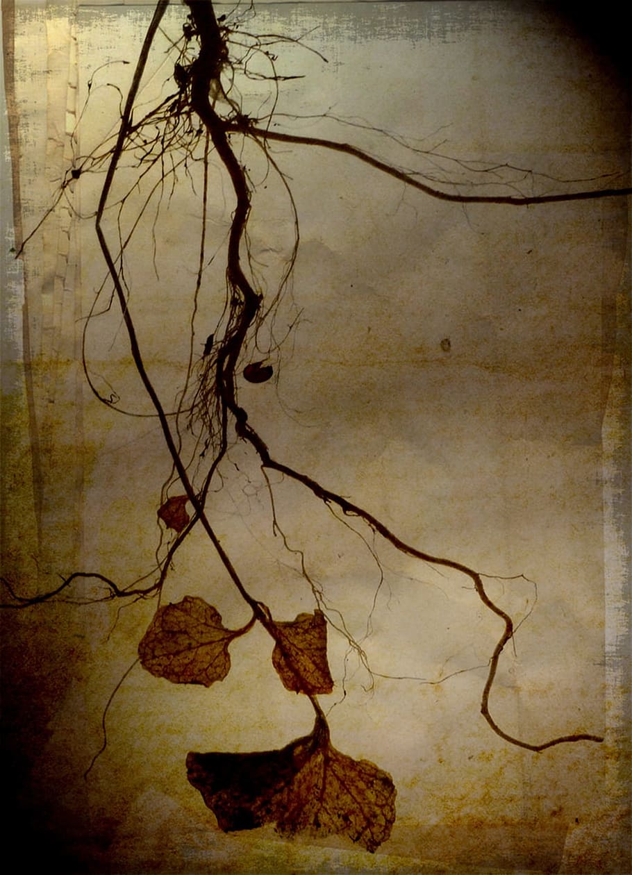close-up photo, withered, leaves, Roots, Hanging, Textured, Painted, art, brown, overlayed