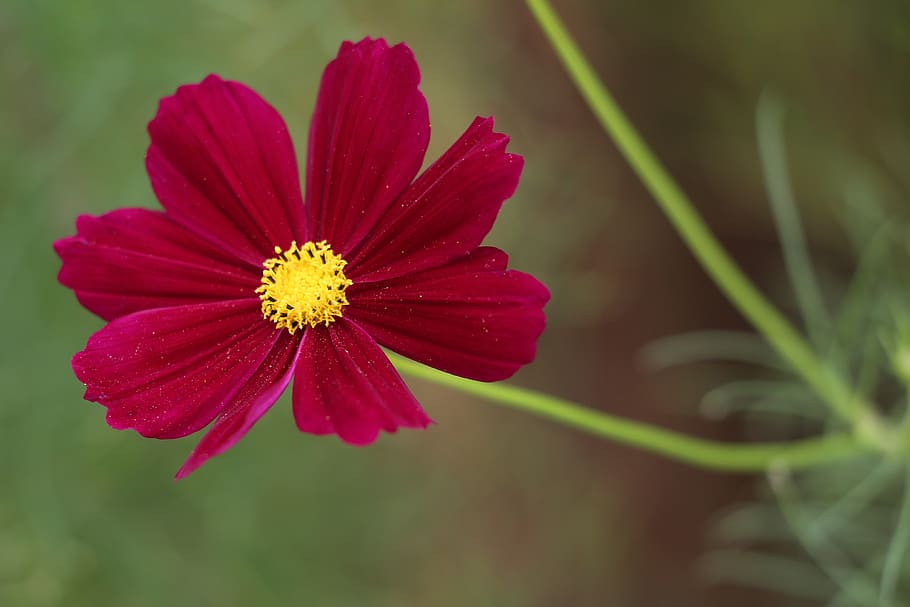 red cosmos, blooming, flower, plant, meadow, summer, nature, outdoor, flowering plant, fragility