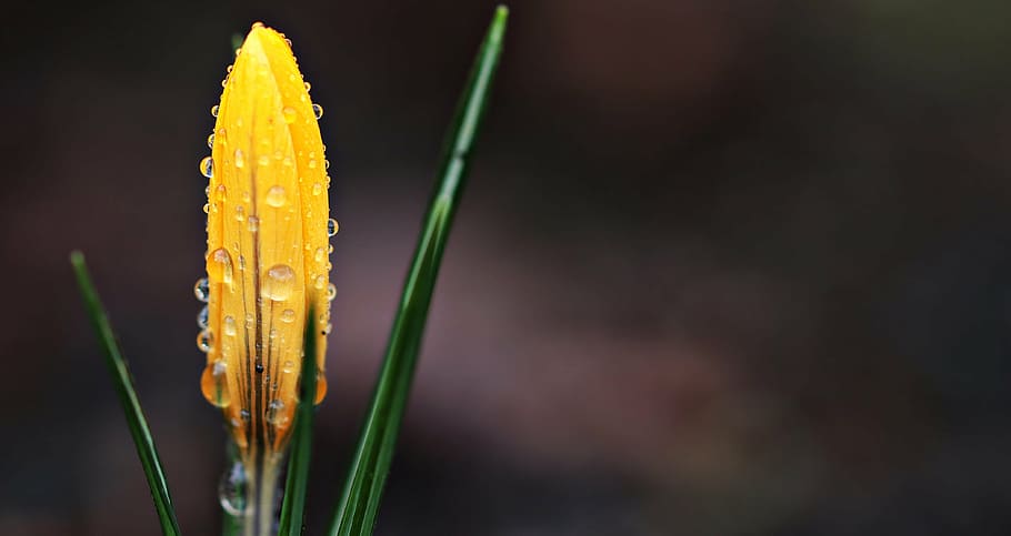 closeup, foto, amarelo, broto de flor, gotas de água, açafrão, flor, gota de chuva, primavera, flor da primavera