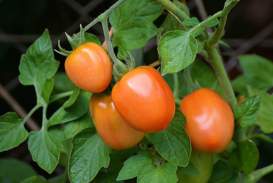 macro photography, orange, tomato, tomatoes, roma tomatoes, bush tomatoes, mature, garden, vegetable growing, nachtschattengewächs