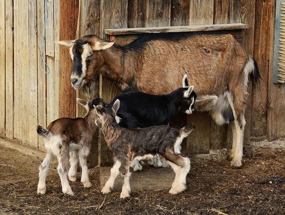 cabra, tres, cabrito, casa, cabras, cabras jóvenes, cabra doméstica, corderos, cabra pequeña, cabra madre