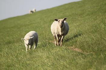 sheep-dyke-lamb-animal-dike-royalty-free-thumbnail.jpg