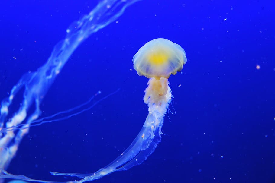white, yellow, jelly fish, jellyfish, fish, blue, aquarium, beautiful, mesmerising, singapore