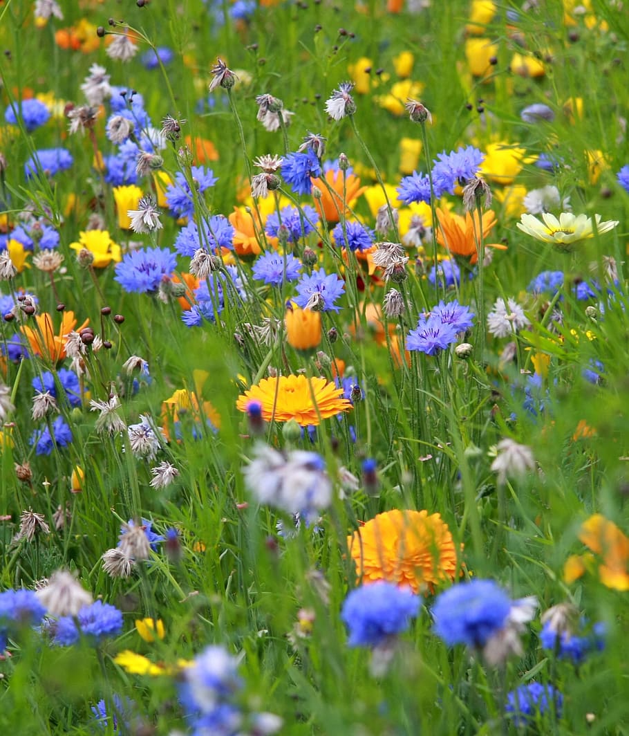 calendula, cornflower, pulsatilla flower field, flower, meadow, yellow, white, grass, field, summer