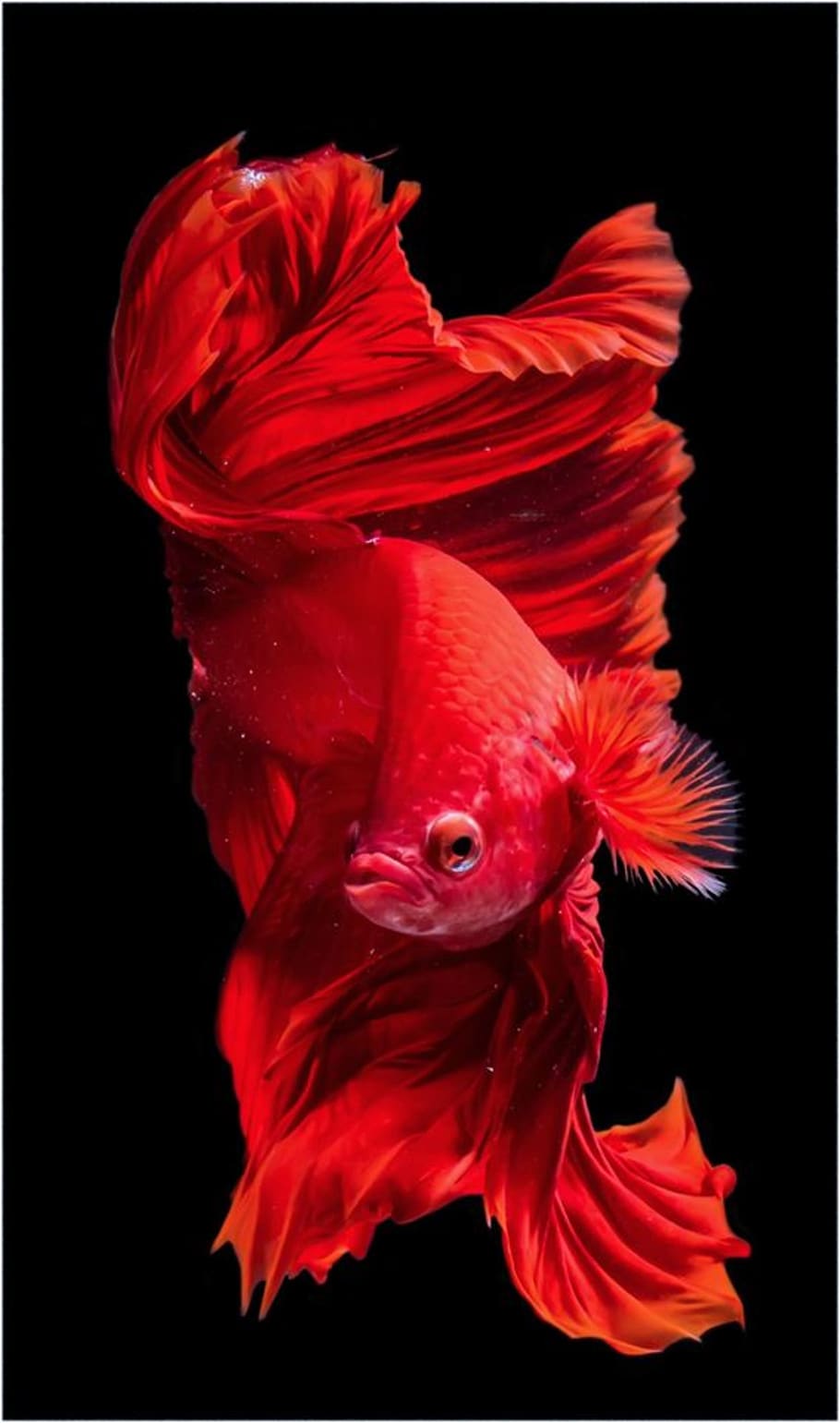 carpa, pez koi, rojo, animal, fondo negro, temas de animales, foto de estudio, primer plano, un animal, en el interior