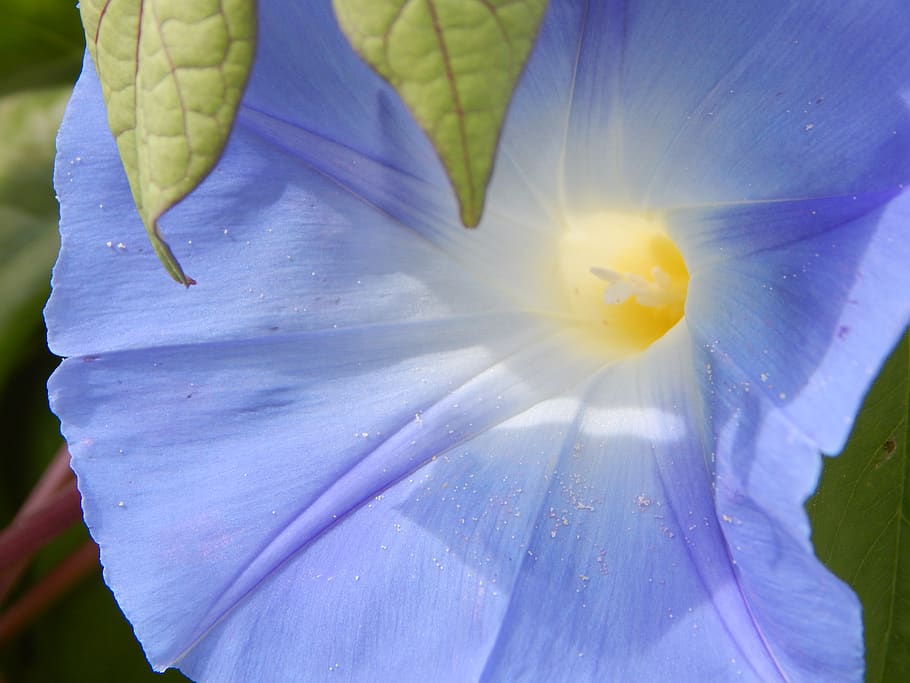 morning glory, flower, blossom, bloom, blue, flowering plant, beauty in nature, plant, petal, inflorescence