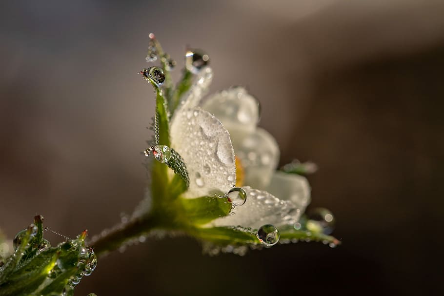 fotografia macro tiro, cinza, verde, flor, gota de chuva, gota de orvalho, flor de morango, gotejamento, gota de água, orvalho