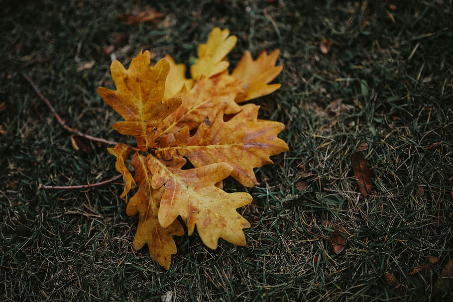 yellow, mobile, leaves, smartphone, fall, brown, Autumn, ground, change, maple leaf