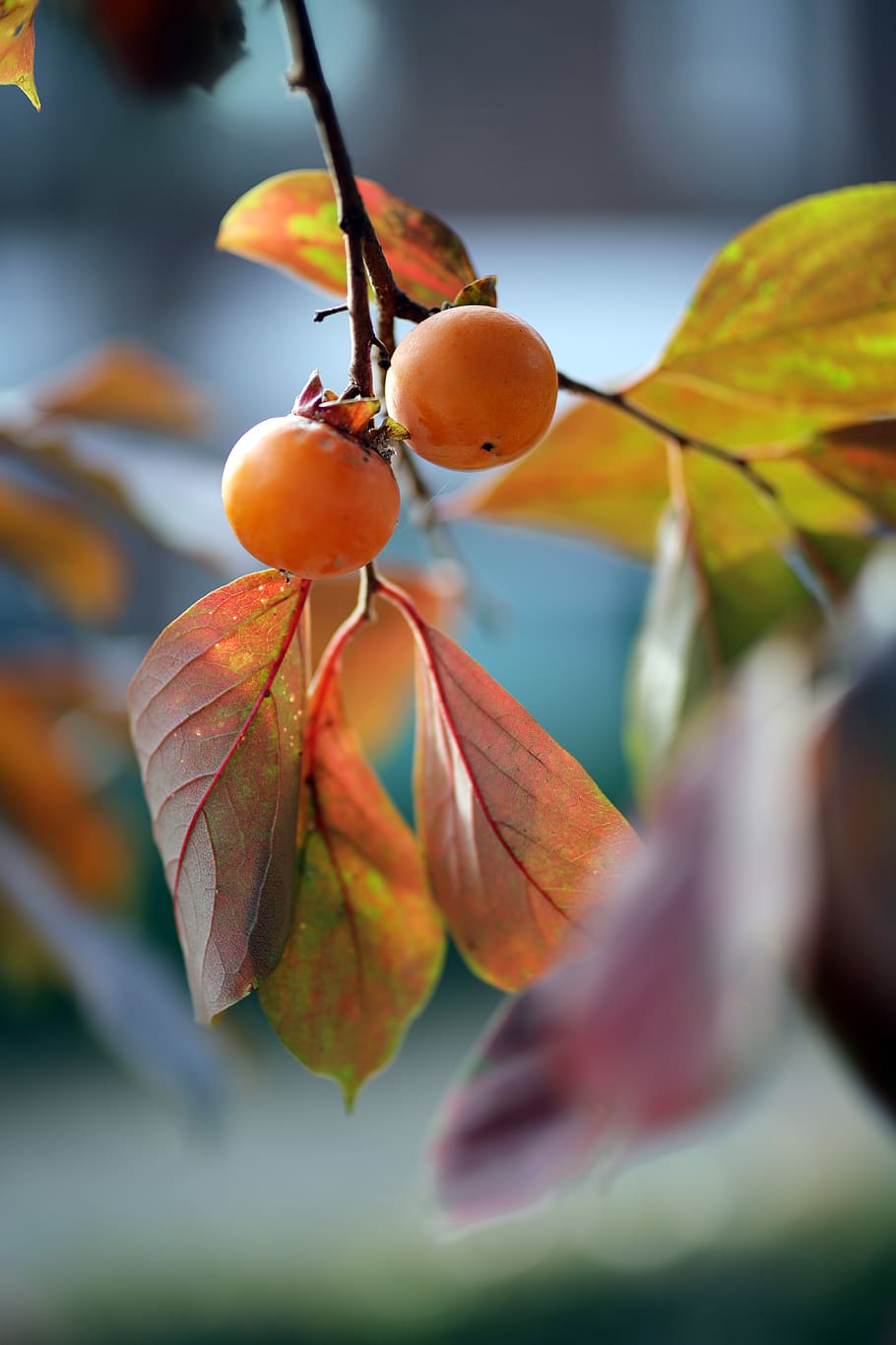persimmon, autumn, nature, fruit, wood, in autumn, eggplant, harvest, leaves, leaf