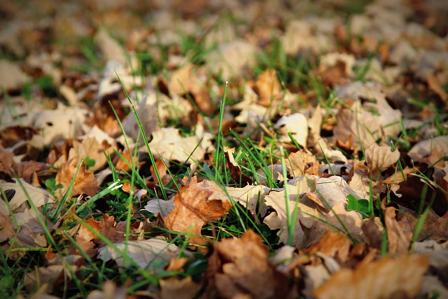 leaves, fall, dead, fall leaves, autumn, fall leaves background, season, orange, nature, yellow