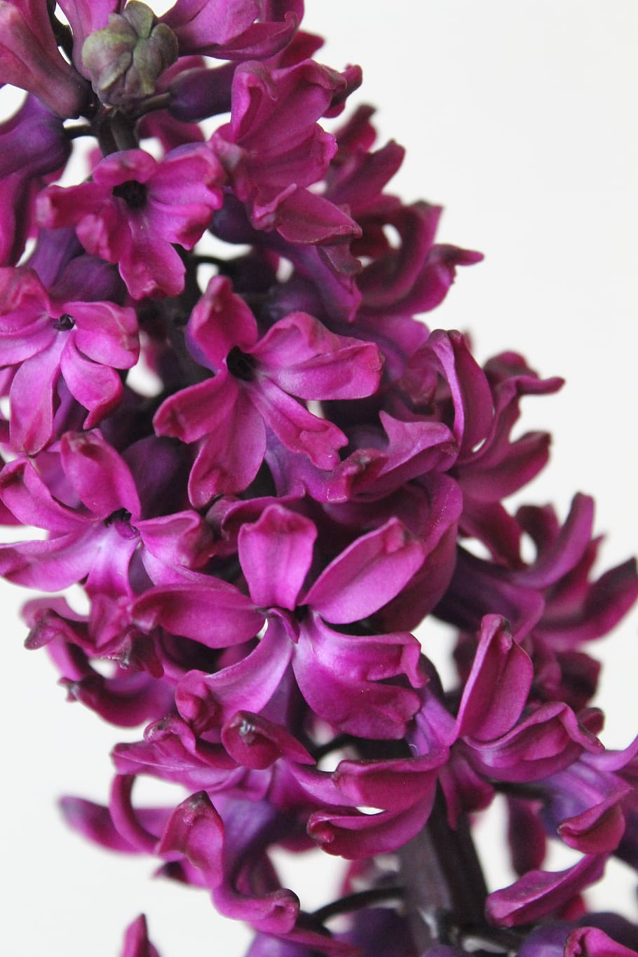flowers, primula, hyacinths, macro, purple, plants, spring flowers, flower, flowering plant, petal