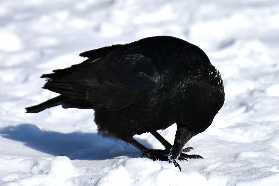 crow, animal, common raven, raven, snow, winter, cold, raven bird, nature, feather
