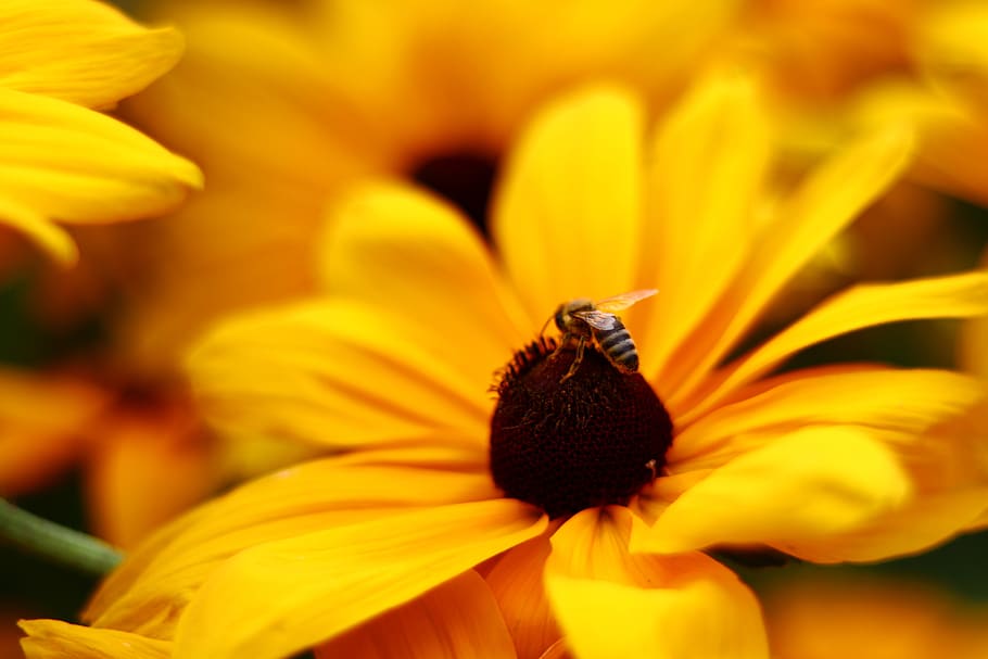 lebah, madu, bunga, mekar, berkembang, kuning, sarang lebah, serangga, sayap, alam