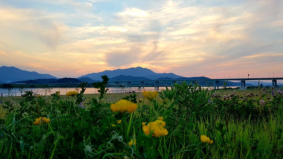 gold mountain, bridge, sunset, nakdong river, twilight, sky, flower, beauty in nature, plant, flowering plant