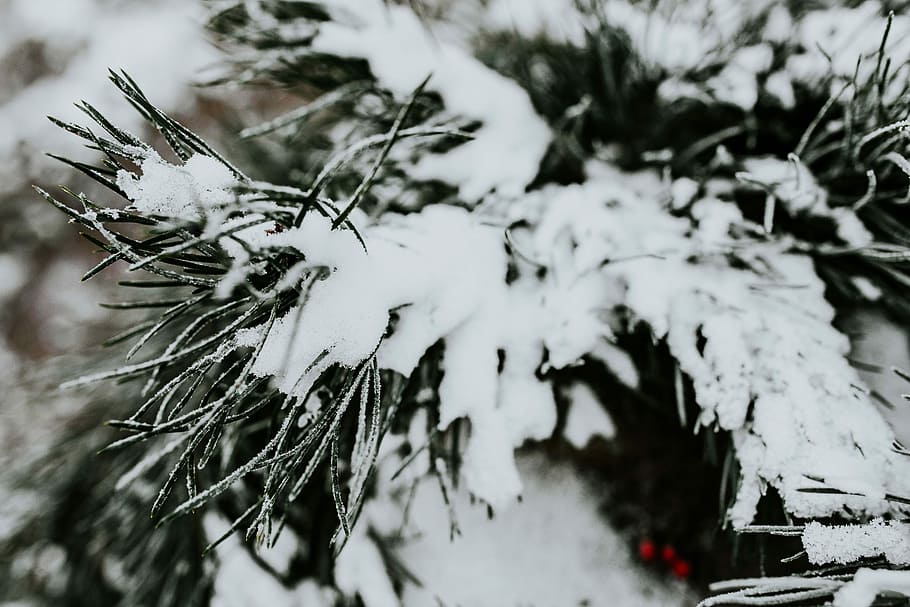 nevado, árvores, folhas, árvore, pinho, galho, ramo, geada, inverno, frio