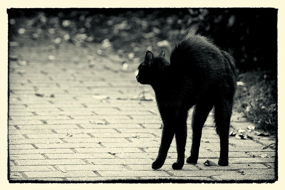 cat, concrete, pavement, friday 13, hypnosis, black cat, feline, black, animal, silhouette