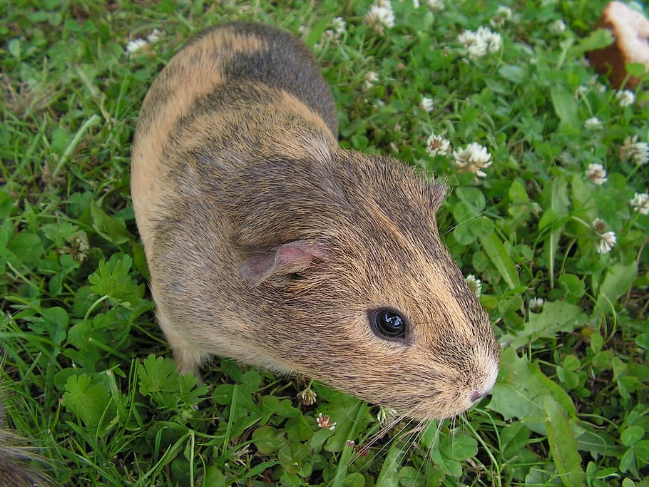 guinea-pig, female, mammal, grass, animal, one animal, animal themes, animal wildlife, rodent, plant