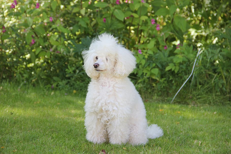 grass, outdoors, mammals, nature, cute, dog, the animal kingdom, lawn, white poodle, poodle