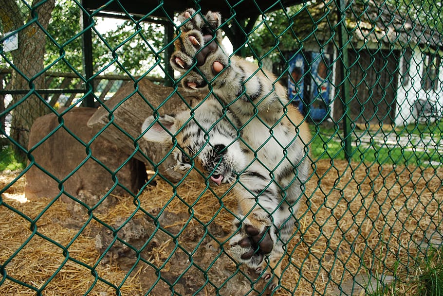 tiger, zoo, animal, carnivore, caged, mammal, animal themes, fence, group of animals, vertebrate