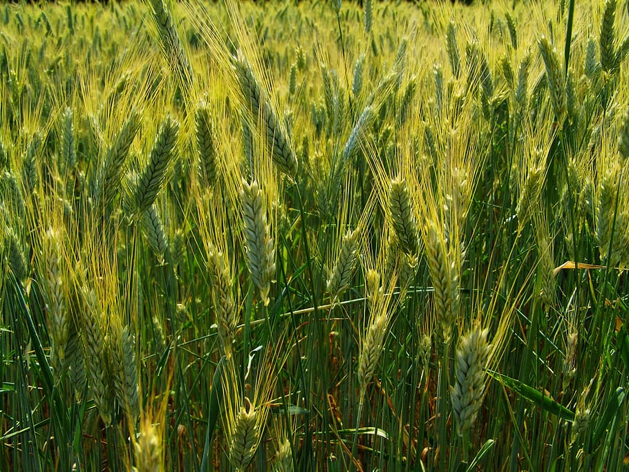 Grano, tierra, trigo, oreja, agricultura, tierra de grano, espiga de trigo, planta de cereales, cultivo, crecimiento