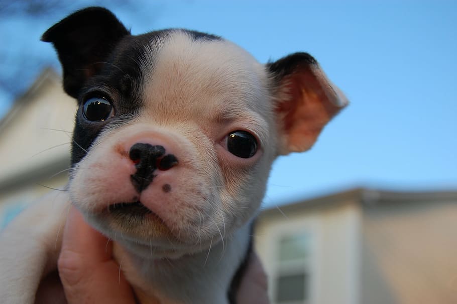 puppy, cute, dog, cute puppy, animal, canine, pet, adorable, young, doggy