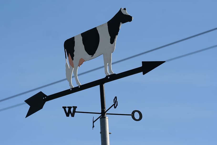 cow, wind direction, south, west, north, east, wind, weather, direction, sky