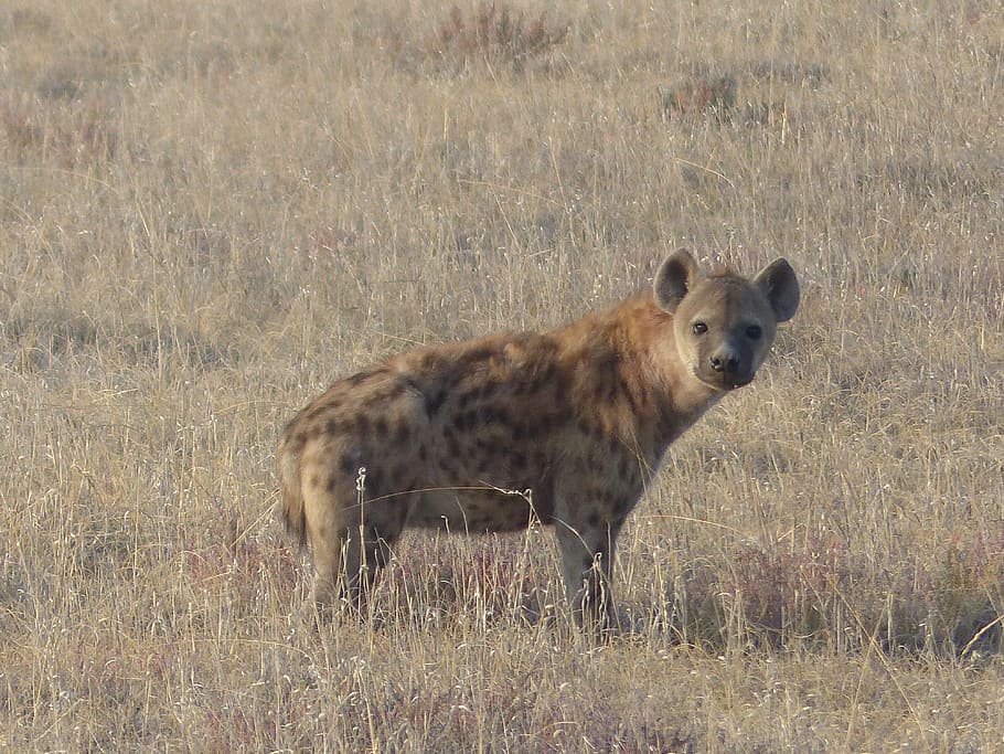 brown, 4-legged, animal, grass field, spotted hyena, hyena, mammal, safari, scavengers, etosha national park