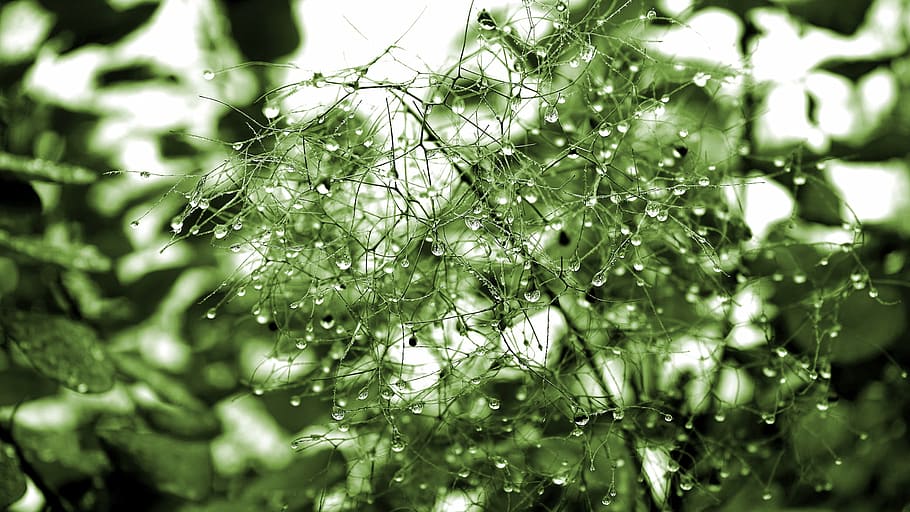 green, flowers, water droplets, closeup, photography, plants, nature, water, drops, droplets