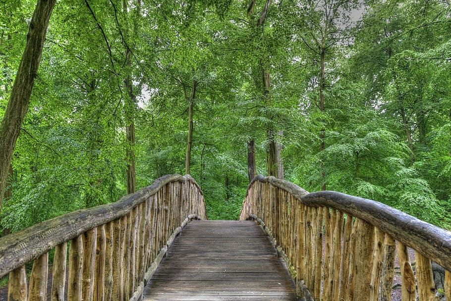 Parque jenisch, hamburgo, puente, bosque, madera, alemania, árbol, planta, el camino a seguir, dirección