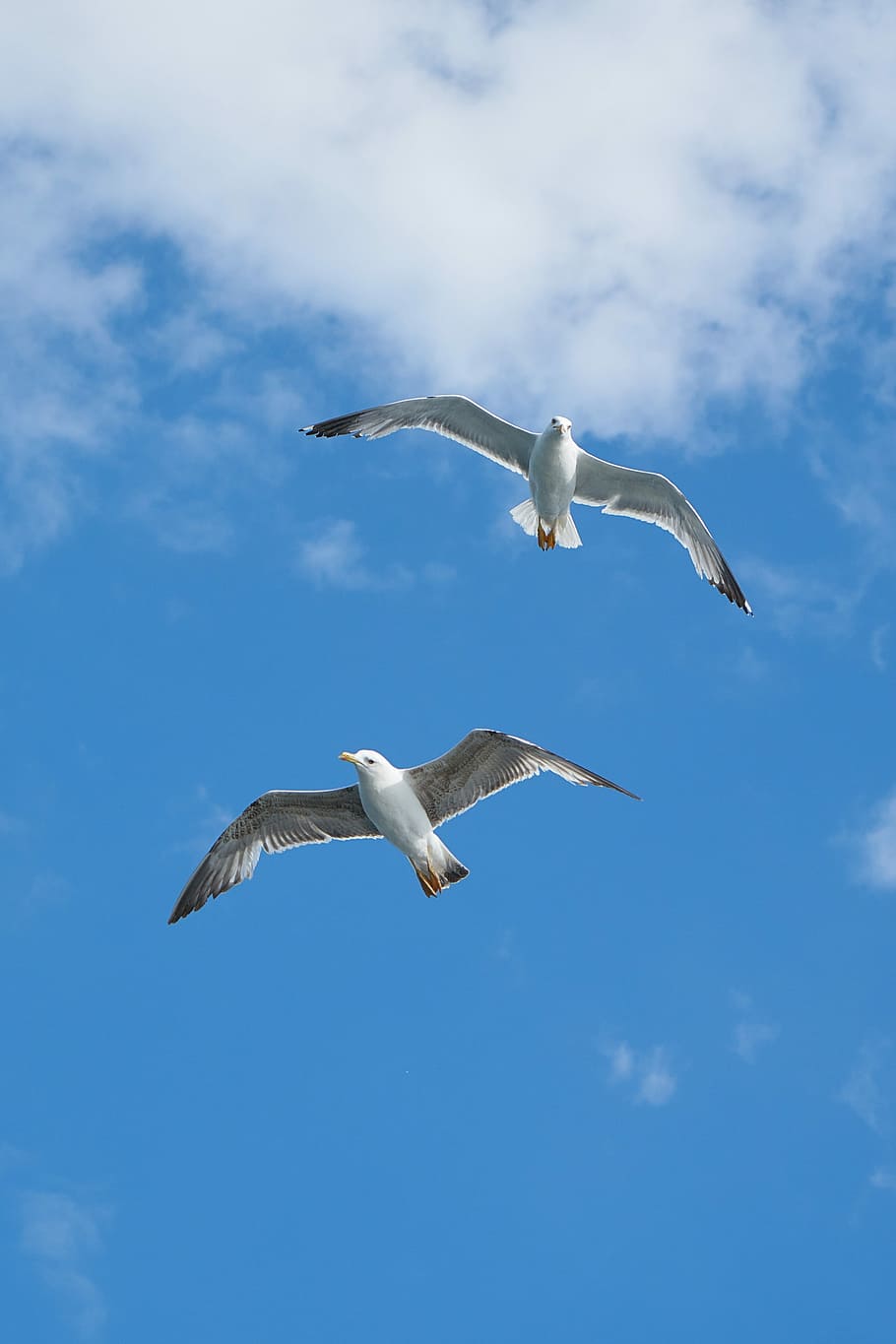 two, flying, white-and-gray birds, Seagull, Bird, Gulls, birds, blue, nature, background