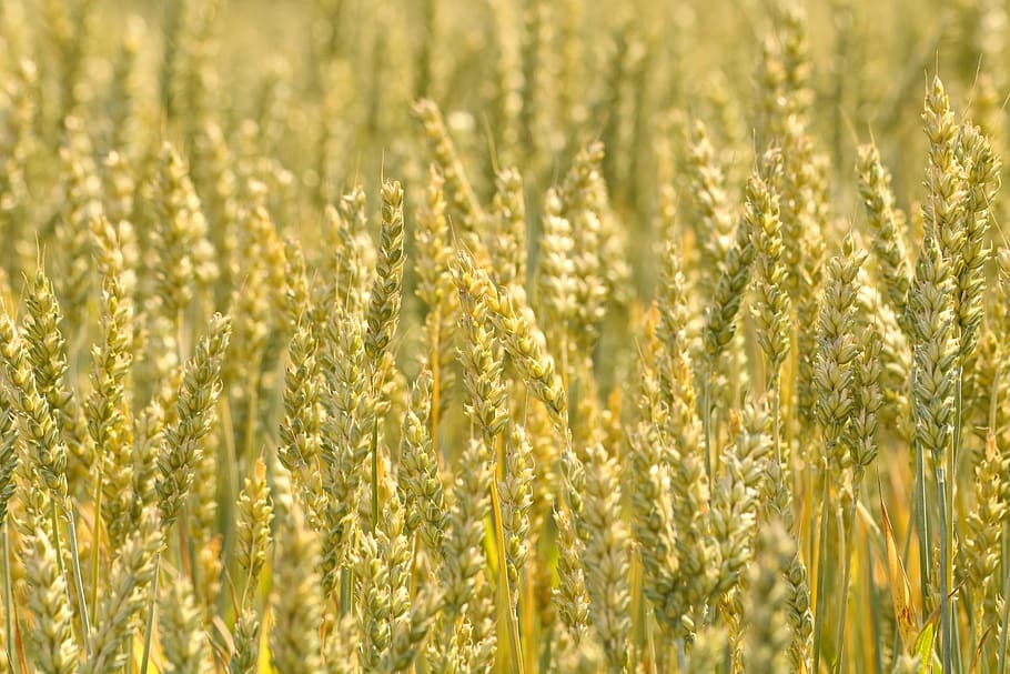 grão, trigo, espigas de milho, campo, safra, agricultura, cereais, verão, colheita, planta de cereal