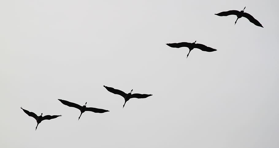 low, angle photo, five, flying, birds', silhouettes, low angle, birds, cranes, flock of birds