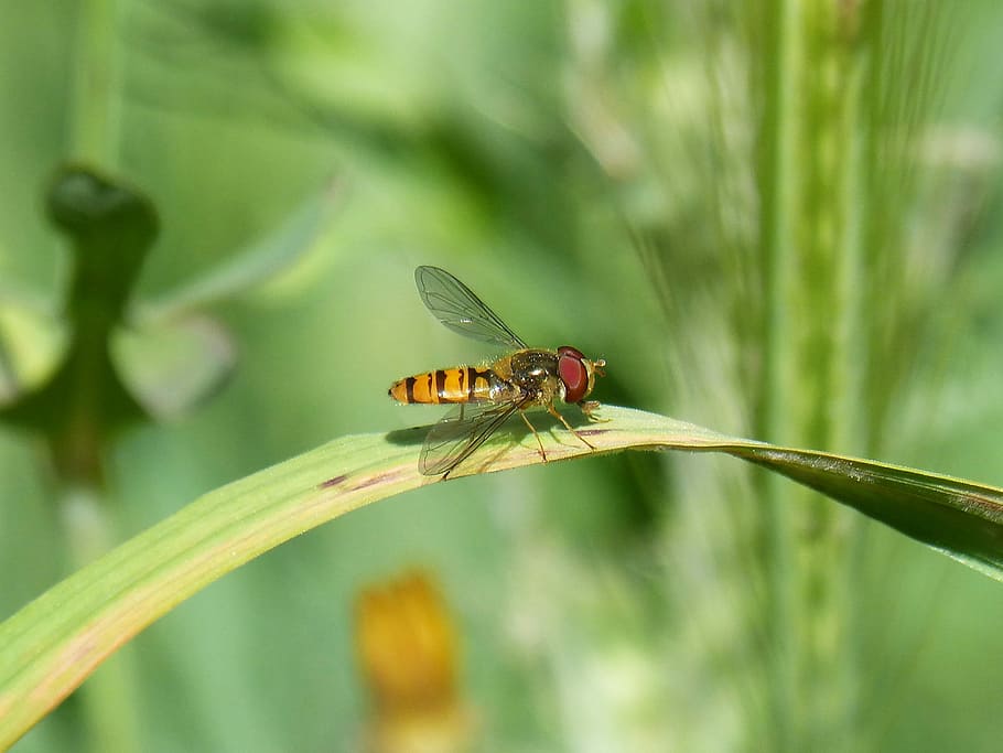 hoverfly, false bee, fly, insect, nature, outdoors, leaf, invertebrate, animal themes, animal