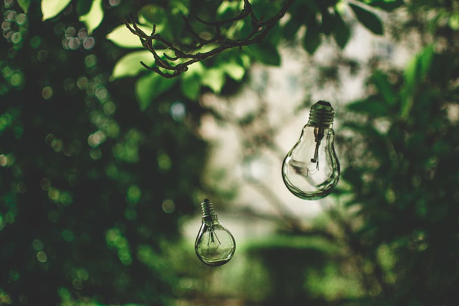 close-up photography, led, bulb, hanging, green, leaf tree, light bulb, nature, tree, environment