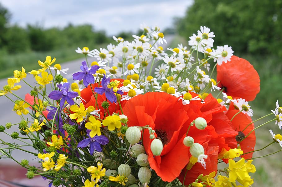 red, poppies, purple, irises, white, chamomiles bouquet, Wild Flowers, Flower Bouquet, Red Poppy, flower