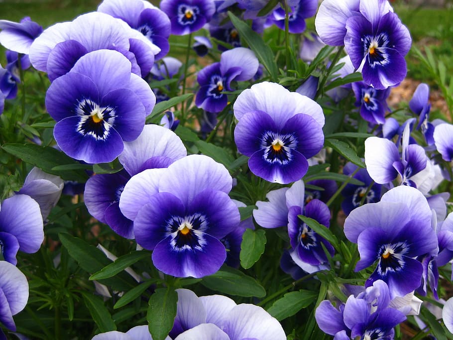 pansy, pansies, blue, flower, garden, blooming violets, viola, nature, plant, purple