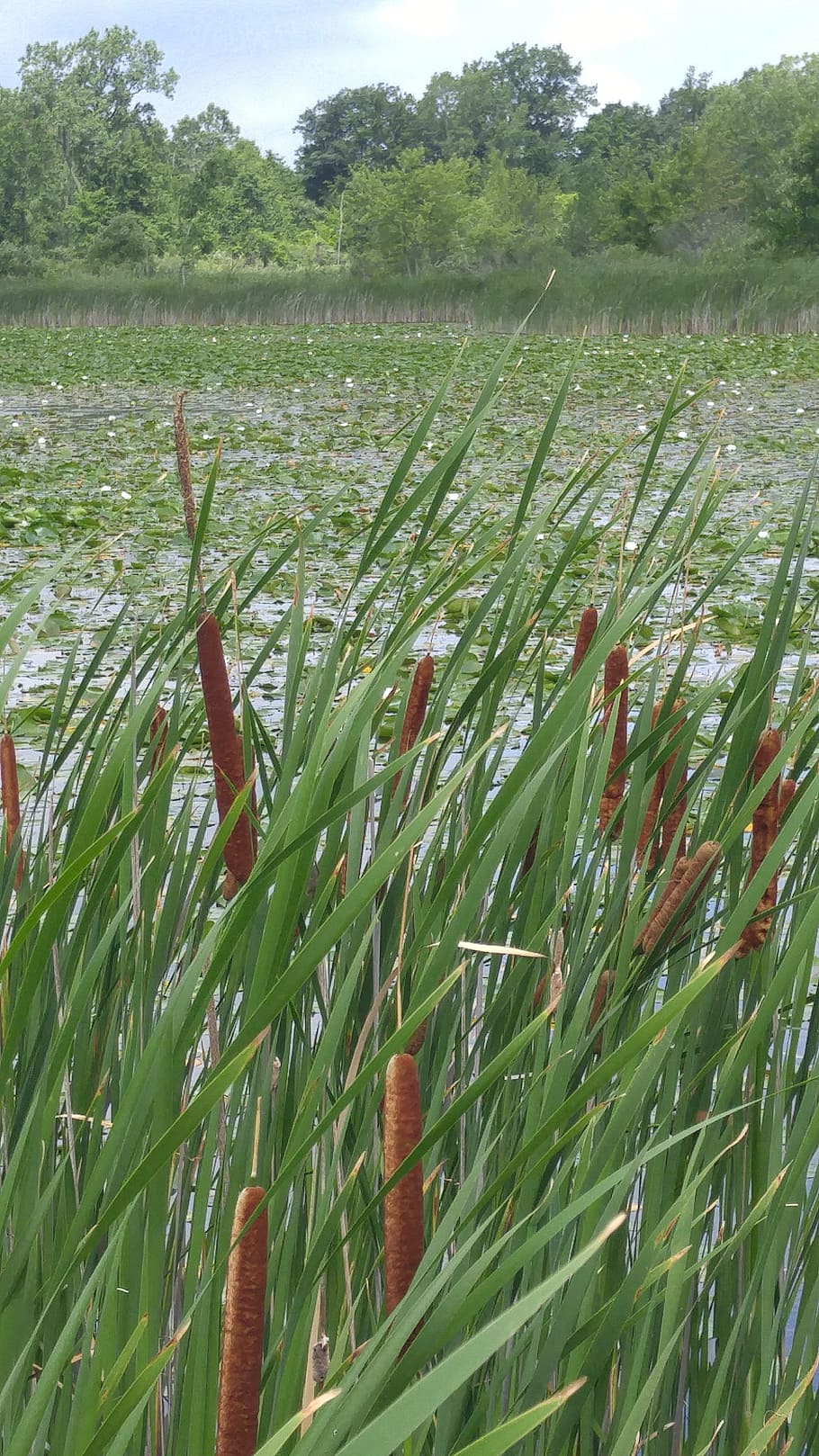 cattails, swamp, marsh, nature, reed, plant, wetland, landscape, water, pond