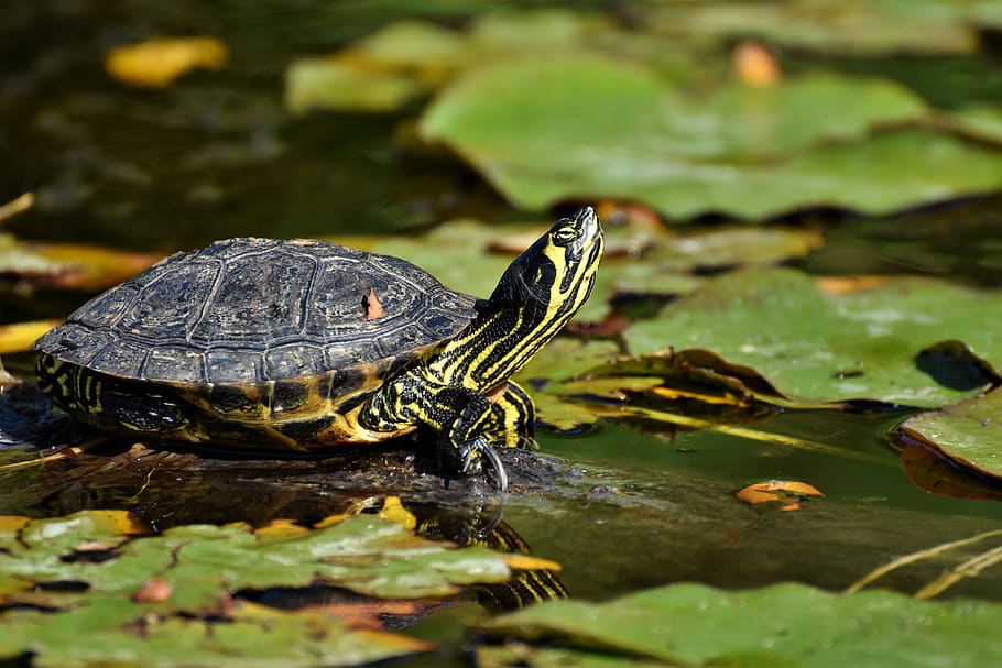 turtles, reptile, tortoise shell, animal, water turtle, water, pond, slowly, log, sunbathing