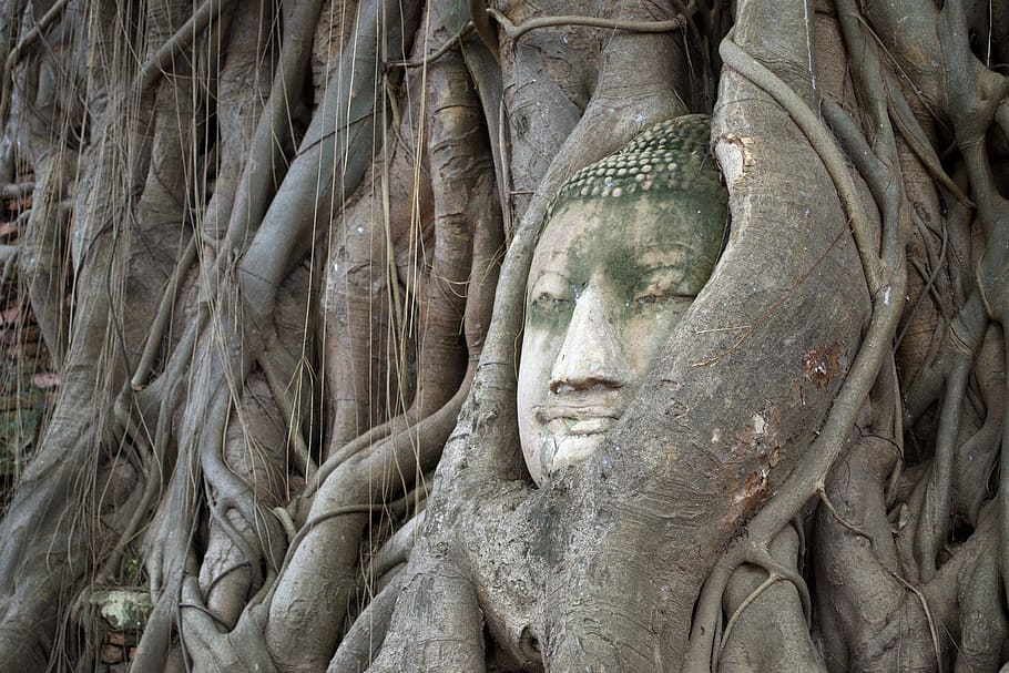 tree root thailand, head of god, bodhi tree, ayutthaya, tourism, the symbol, sculpture, human representation, religion, art and craft