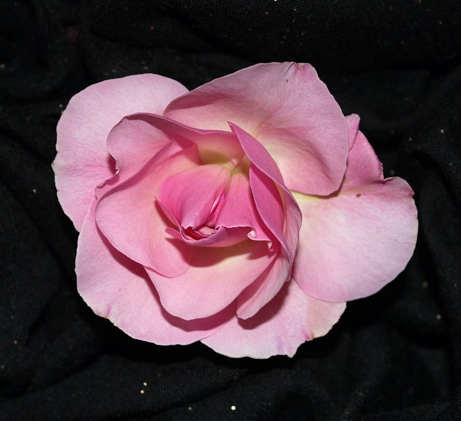 sant jordi, rosa, pink background, rose on black, flower, nature, pink, petals, roses, plants