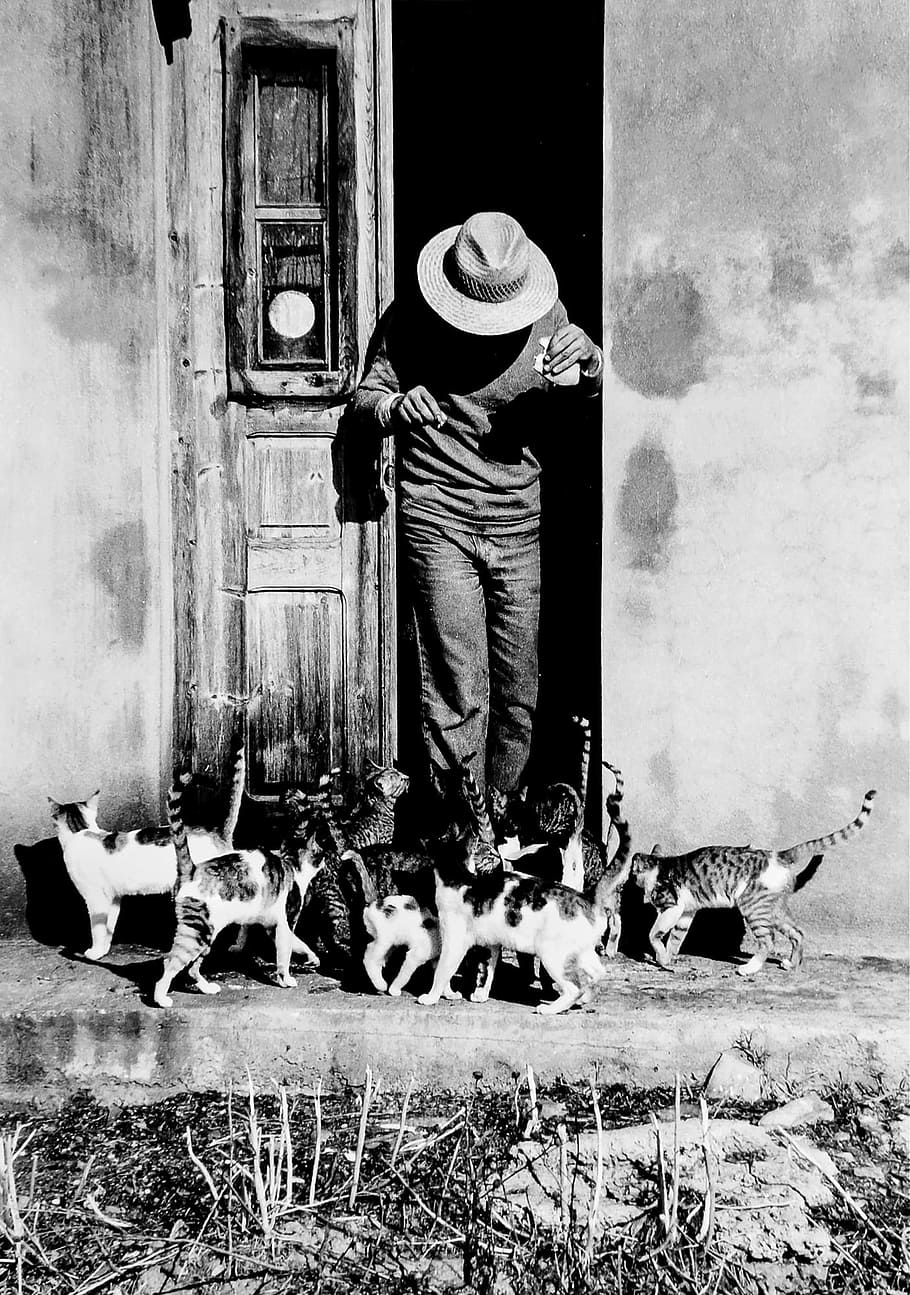greece, kos, kos island, europe, cat, cats, felines, colony of cats, cologne, street photography