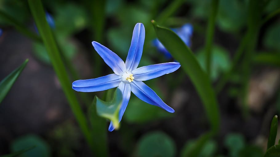 purple, petaled flower, bluebell, flower, blue, spanish hasenglöckchen, bell blue star, blue star, flower bells, spring