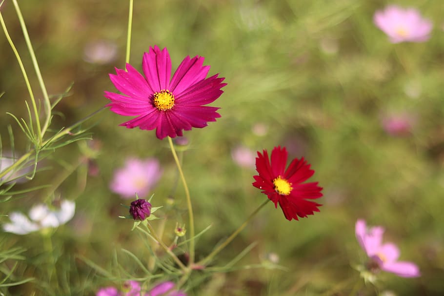 cosmos, flowers, wallpaper, nature, plant, blossom, rose, bloom, spring, summer