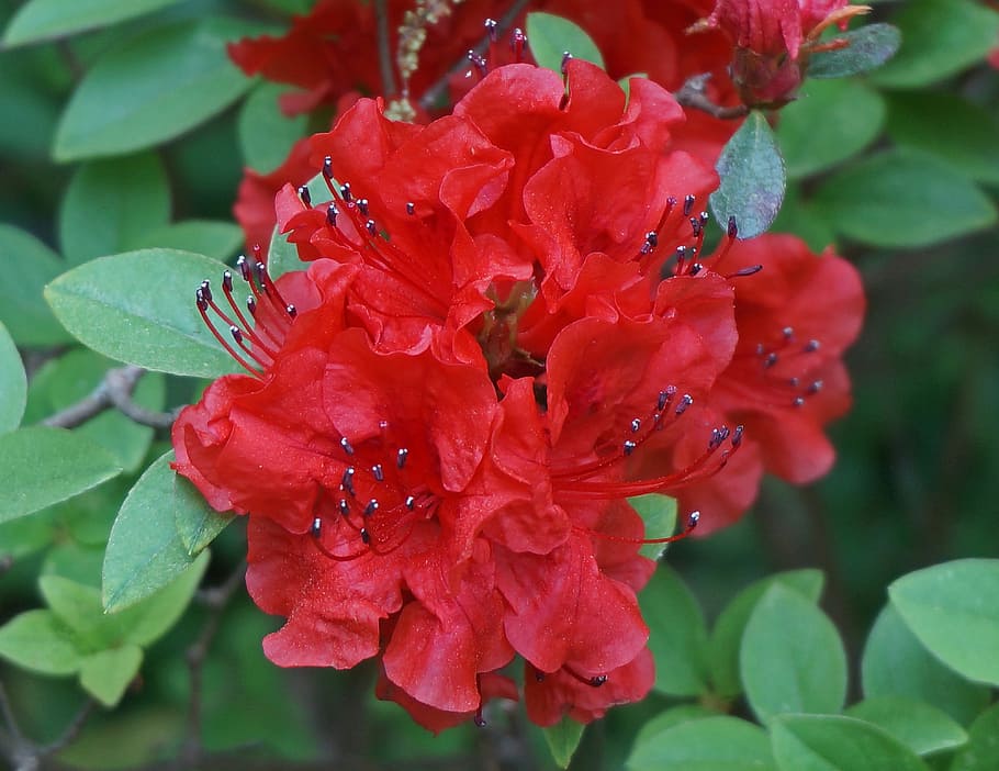 赤いツツジクラスター ツツジ 花 低木 ブッシュ 植物 春 自然 赤 カラフル Pxfuel